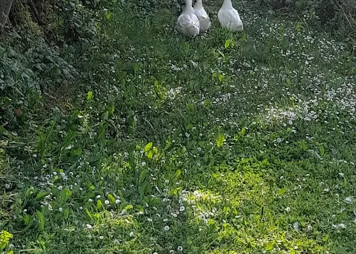 Les Cambois Ferienhaus Cambes (Lot)