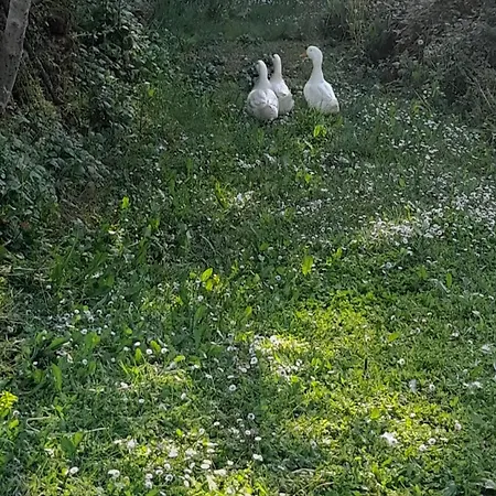 Les Cambois Dom wakacyjny Cambes (Lot)